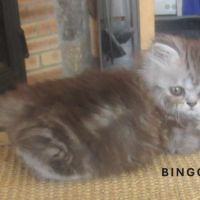 Magnifique chaton persan male loof a reserver #2
