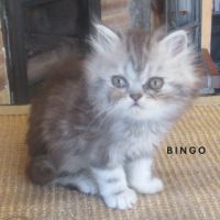 Magnifique chaton persan male loof a reserver #3
