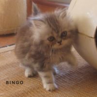 Magnifique chaton persan male loof a reserver #4
