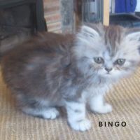 Magnifique chaton persan male loof a reserver #5