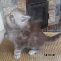 Magnifique chaton persan male loof a reserver #6