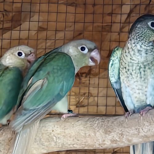 Conure molinae epp