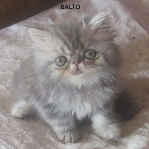 A reserver superbe chaton persan male loof #0