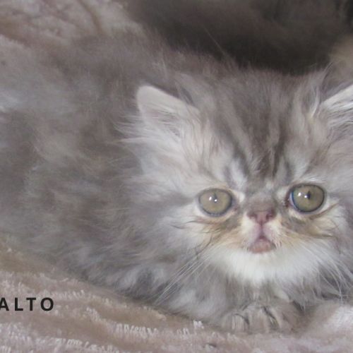 A reserver superbe chaton persan male loof #2