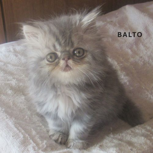 A reserver superbe chaton persan male loof #3