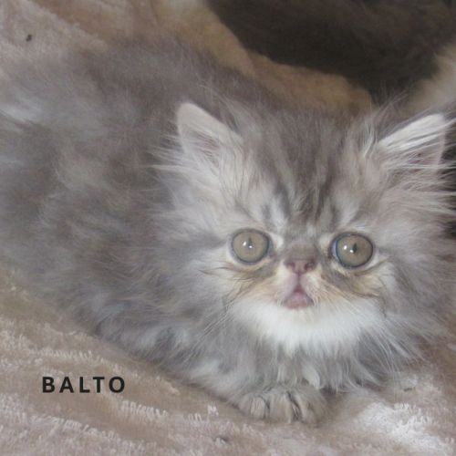 A reserver superbe chaton persan male loof #4