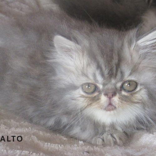 A reserver superbe chaton persan male loof #5
