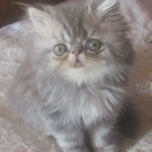 A reserver superbe chaton persan male loof #6