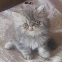 A reserver superbe chaton persan male loof