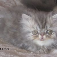 A reserver superbe chaton persan male loof #2