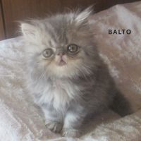 A reserver superbe chaton persan male loof #3