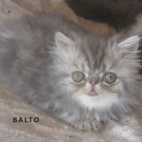 A reserver superbe chaton persan male loof #4