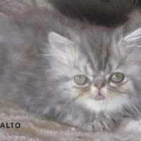 A reserver superbe chaton persan male loof #5