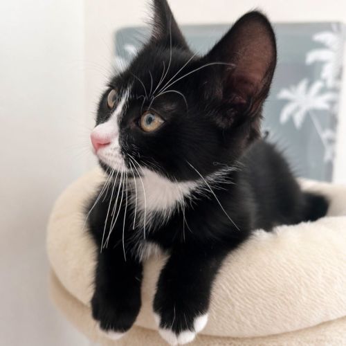 Chaton nouchka #1