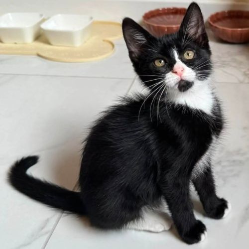 Chaton nouchka