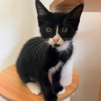 Chaton nouchka #3