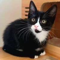 Chaton nouchka #4