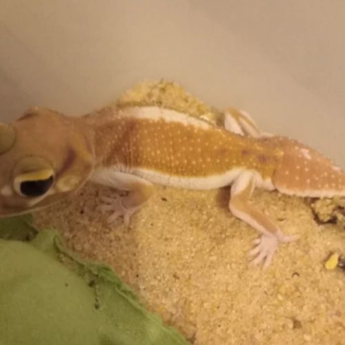 Gecko nephrurus levis pilbarensis #2