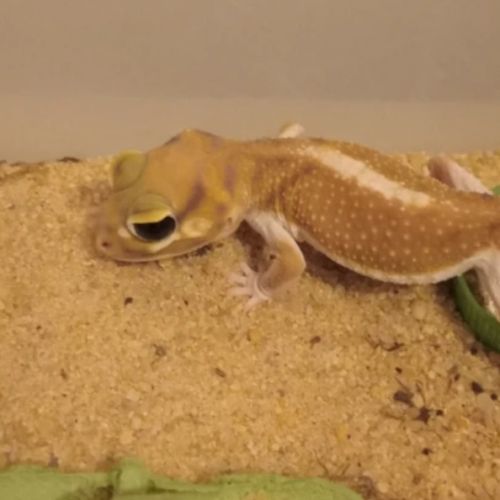 Gecko nephrurus levis pilbarensis #3