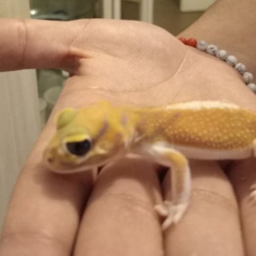 Gecko nephrurus levis pilbarensis #4