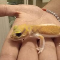 Gecko nephrurus levis pilbarensis #4