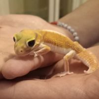 Gecko nephrurus levis pilbarensis #5