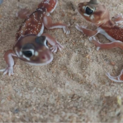 Gecko nephrurus levis