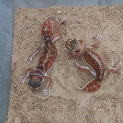 Gecko nephrurus levis #4