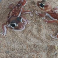 Gecko nephrurus levis