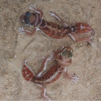 Gecko nephrurus levis #2