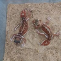 Gecko nephrurus levis #4