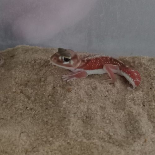 Gecko nephrurus levis pilbarensis #1