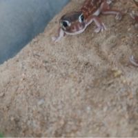 Gecko nephrurus levis pilbarensis #3