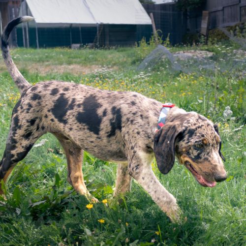 Chiot de 3 mois à l'adoption