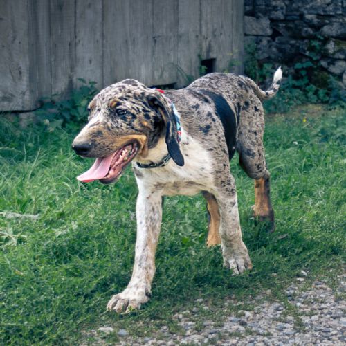 Chiot de 3 mois à l'adoption #2