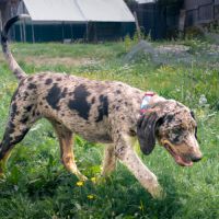 Chiot de 3 mois à l'adoption