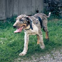 Chiot de 3 mois à l'adoption #2