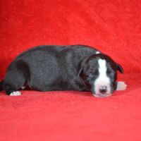 Whippet a réserver