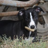 Whippet a réserver