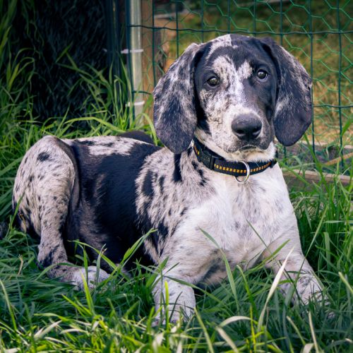 Chiot de 3 mois à l'adoption