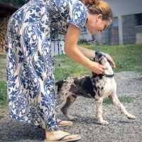 Chiot de 3 mois à l'adoption #1