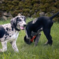 Chiot de 3 mois à l'adoption #2