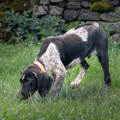Chiot de 3 mois à l'adoption #1