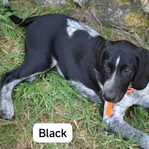 Chiot de 3 mois à l'adoption #2
