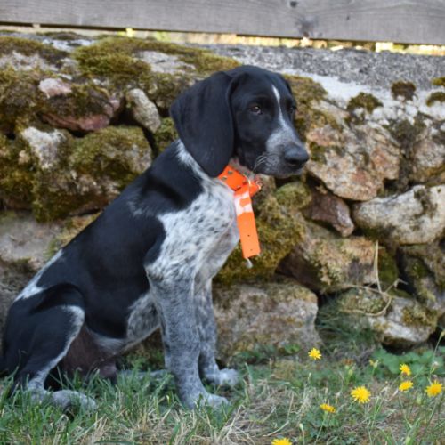 Chiot de 3 mois à l'adoption