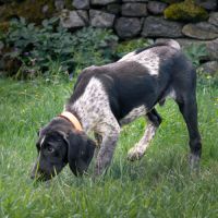 Chiot de 3 mois à l'adoption #1