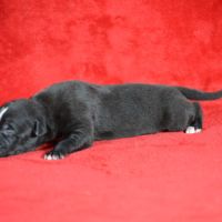 Whippet a réserver