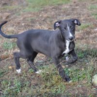 Whippet a réserver