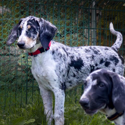 Chiot de 3 mois à l'adoption