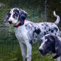 Chiot de 3 mois à l'adoption